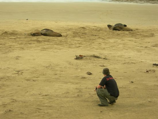 Seeloewen und ein Mops - friedlich zusammen an einem Strand!