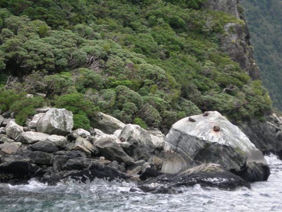 laut Bootsfahrer machen die kleinen Seehunde dort auf dem Felsen den ganzen Tag nichts anderes als Faulenzen, Sonnen, sich kratzen, Furzen und an Frauen denken