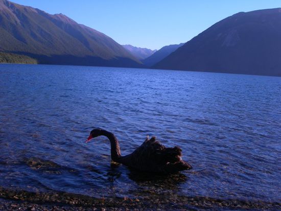 Nelson Lake