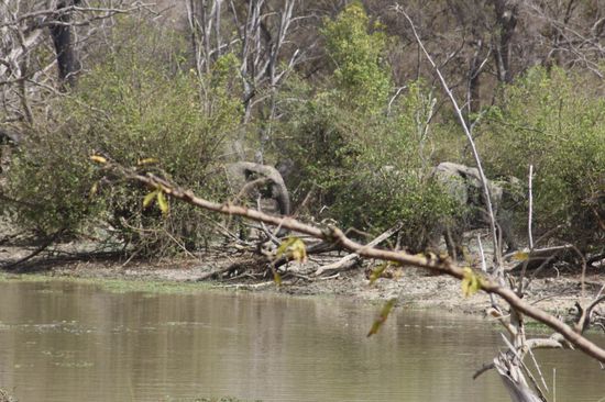 An einer anderen Wasserstelle erspähen wir unsere ersten grauen Riesen!