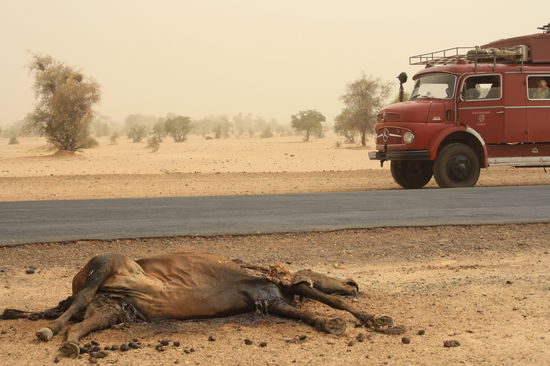 'tote Tiere am Straßenrand zählen' über.