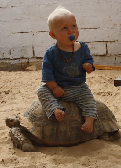2 Riesenschildkröten,