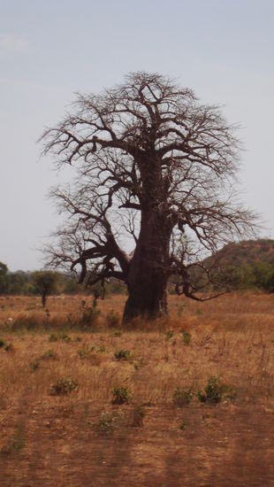 Wir sehen unsere ersten Baobabs
