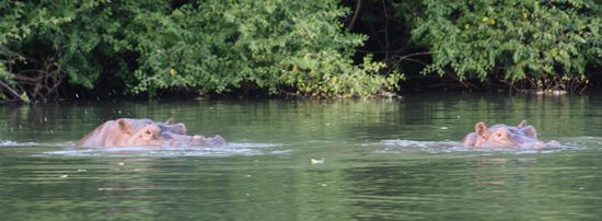 Flusspferde im Gambia-River