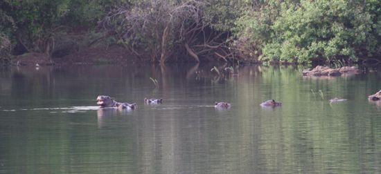 Flusspferde im Gambi-River -Teil 2