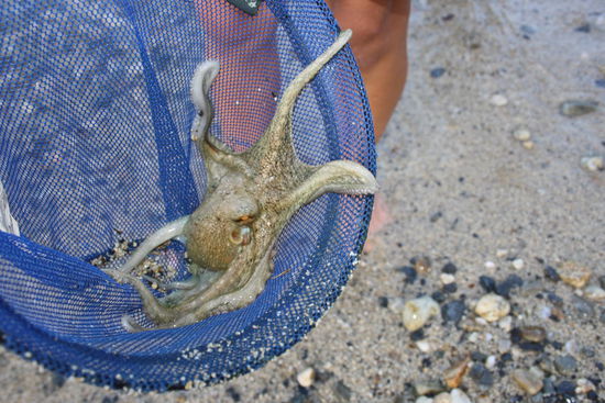 oh, da ist den kindern ein krake ins netz gegangen!