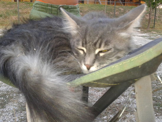 gestatten: atatürk! eigentlich dachten wir ja wir würden von dieser reise womöglich einen hund mitbringen, aber der kleine kerl ist einfach zu süß...!