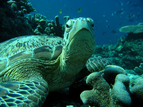 Während eines Tauchgangs...