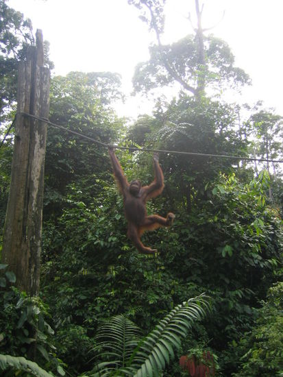 Sepilok Orang-Utan Rehabilitations-Zentrum