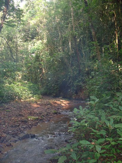 Mit gefiehl der Dschungel wunderbar.