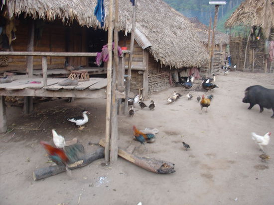 Ueberall hatte es unzaehlige Huehner, Enten, Schweine und Hunde....