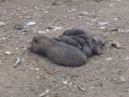 Schweinefamilie am "Chillen".
