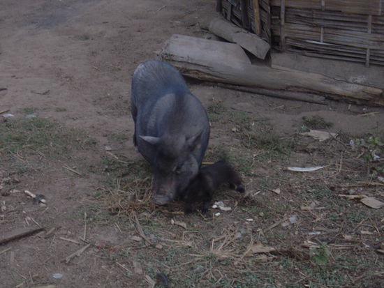 Ein Babyhund wollte mit dem Schwein spielen... war mega suess !