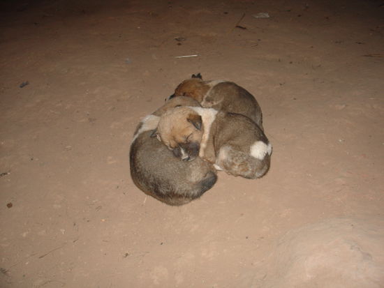 Hundebabys am schlafen...