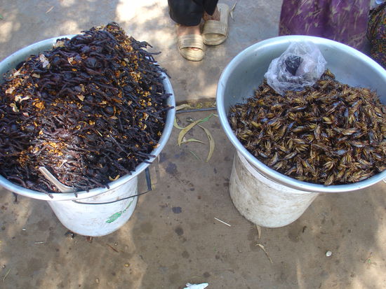 Spinne oder Heuschrecke gefaellig ?