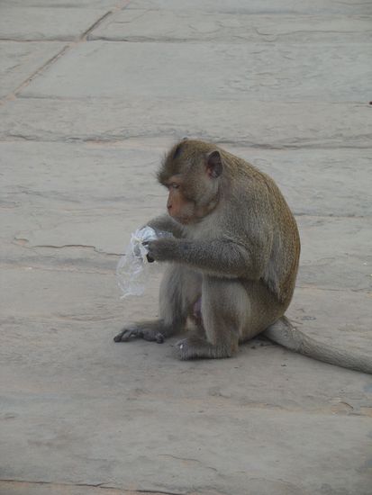 Hier bin ich auch dem ersten Affen auf meiner Reise begegnet. War ueberhaupt nicht scheu...
