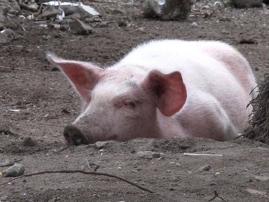 Und auch hier gab es Schweine am nichtstun 