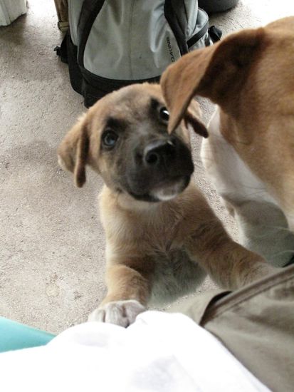 Ein suesser Hund auf der Insel....