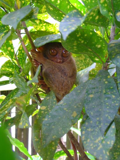 Und eine der "Tarsiers"...