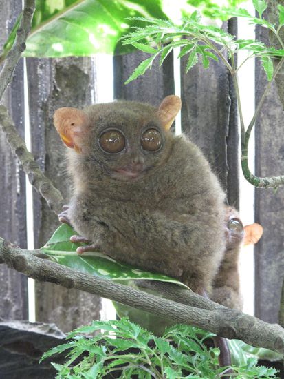 Echt coole Tiere, oder ? In der Nacht sind ihre Pupillen gross und fuellen die ganzen riesigen Augen aus.