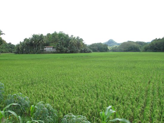 So sah es im Inselinnern aus... Reisfelder und Huegel.