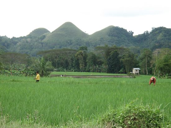 Weitere Reisfelder und Arbeiter am ernten....