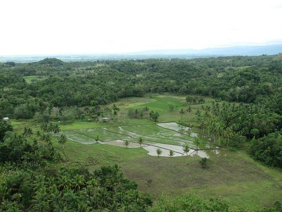 Und noch ein Foto der naheliegenden Reisfelder...