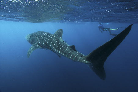 Wunderschoene Form und all diese Punkte... hier sieht man auch gut die groesse zusammen mit einem Schwimmer !