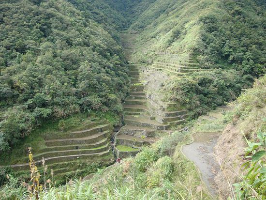 Auf dem Weg passierte ich auch schon die ersten Reisterrassen...