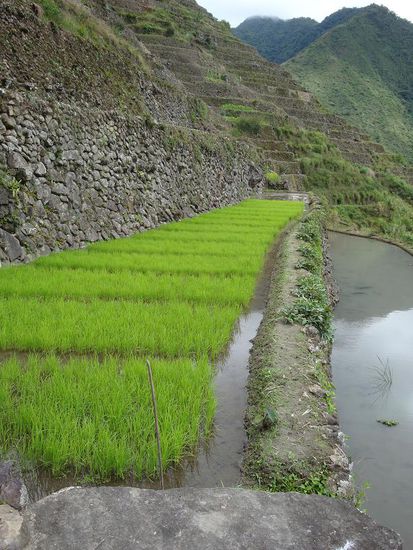 Frisch bepflanztes Reisfeld... schoen oder ?