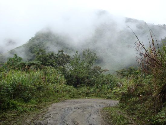 Dies war der Weg zur Kreuzung... wieder genoss ich die Ruhe und die ueberaus gruene Landschaft.
