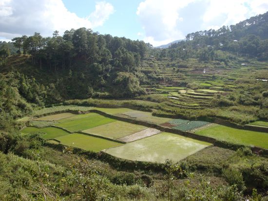 Auf dem Weg zum Wasserfall... weitere schoene Reisfelder.