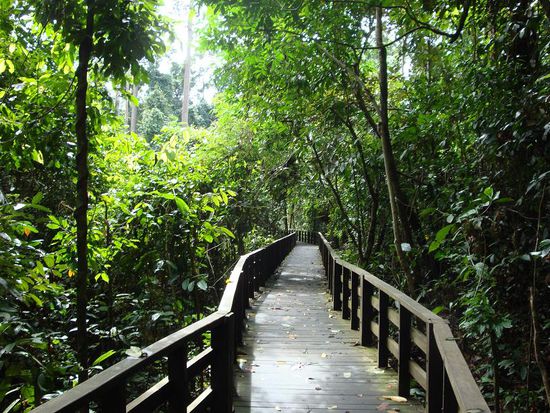 Der Weg durch den Dschungel zur Fuetterungsplattform.