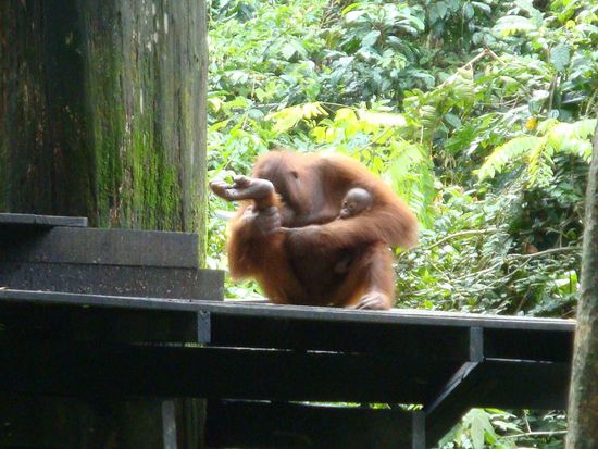 Orang Utan Mutter mit ihrem Baby...