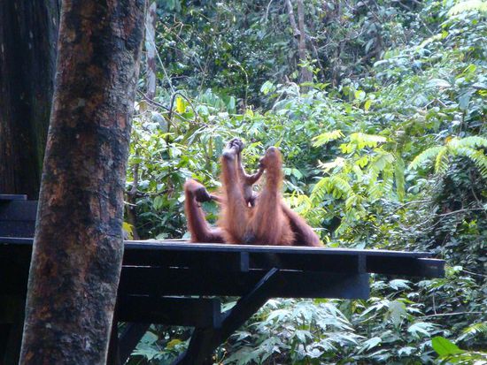Und ein wenig Gymnastik fuer das Jungtier 