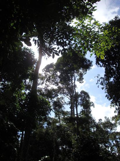 Dschungel... ueberall riesige Baume, genau die richtige Umgebung fuer die Affen.