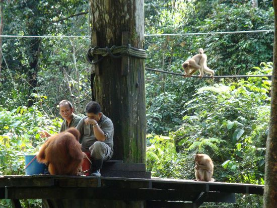 Auf einmal tauchten von aus dem Dschungel diverse Affen auf...