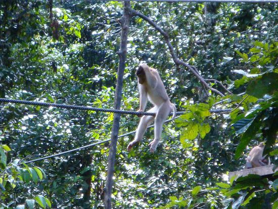 Er machte es sich auf dem Seil gemuetlich 