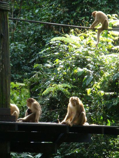 Aber keiner wagte sich zu nahe an die Orang Utan Mutter heran...