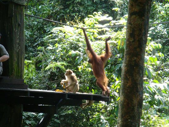 Ein zweiter Orang Utan tauchte auf...