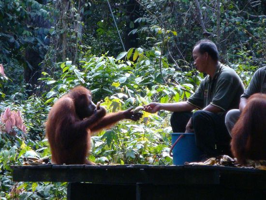Eine Hand im Mund und mit der anderen Hand schon der Griff zur naechsten Banane 