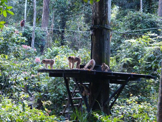 Die kleineren Affen beim abklappern der Plattform nach Essensresten.
