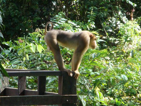 Der mutige Affe... die Menschen hatten deutlich mehr Respekt vor ihm als er vor ihnen.. und das wusste er genau. 
