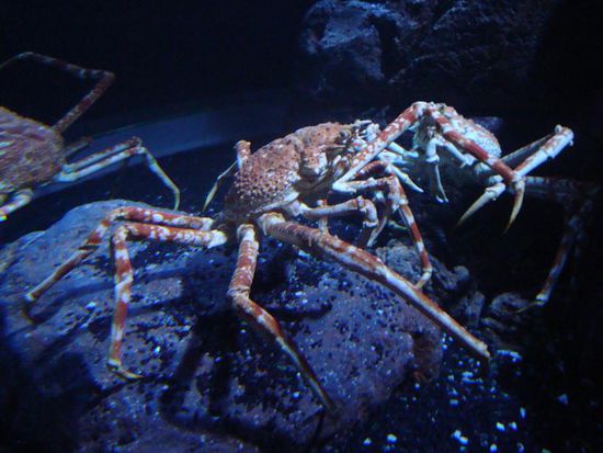 Eine der wenigen coolen Kreaturen... eine Spider-Crab die ca. einen Meter Durchmesser hatte.