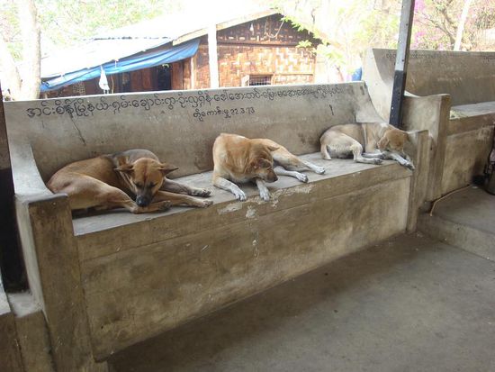 Waehrend des Aufstieges... Hunde am relaxen 