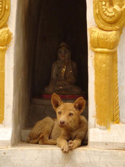 Und auch hier hatte es natuerlich wieder Hunde... diese machte es sich zusammen mit einer Buddahstatue gemuetlich ! 