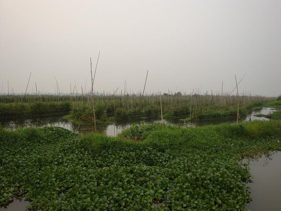 Einer der schwimmenden Gaerten... hier werden Tomaten angebaut.