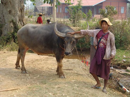 Auf dem Rueckweg... ein Burmese der mit seinem Bueffel extra fuer unsere Kameras posierte. Schon unglaublich nett diese Burmesen...