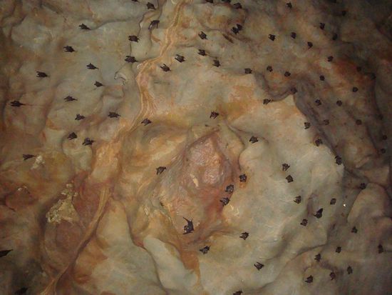 Fledermaeuse an der Decke der Hoehle...