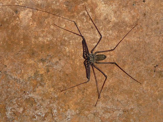 Irgendeine komische Spinne... das Ding war recht gross und vorallem der Kopf mit den zwei Fuehlern vorne echt speziell !